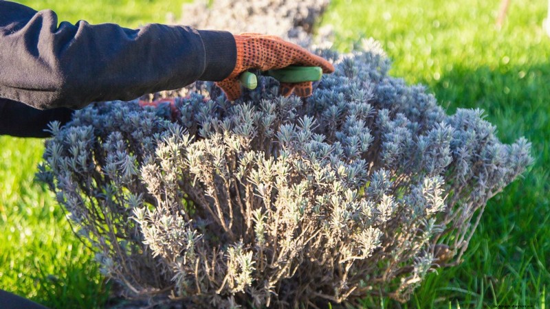 Lavender Pruning Guide: Maximize Summer Blooms & Plant Health