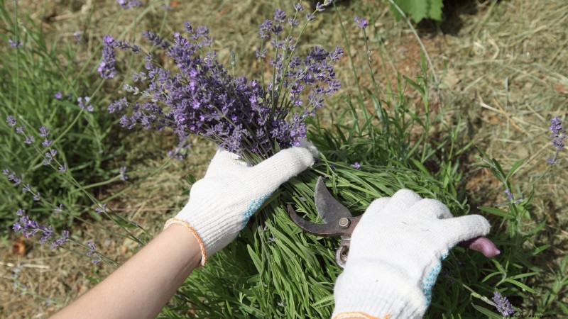 Lavender Pruning Guide: Maximize Summer Blooms & Plant Health