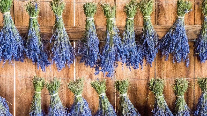Lavender Pruning Guide: Maximize Summer Blooms & Plant Health