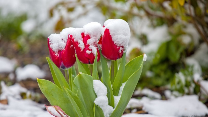 Why Are My Tulips Short? Causes & Solutions for Optimal Growth