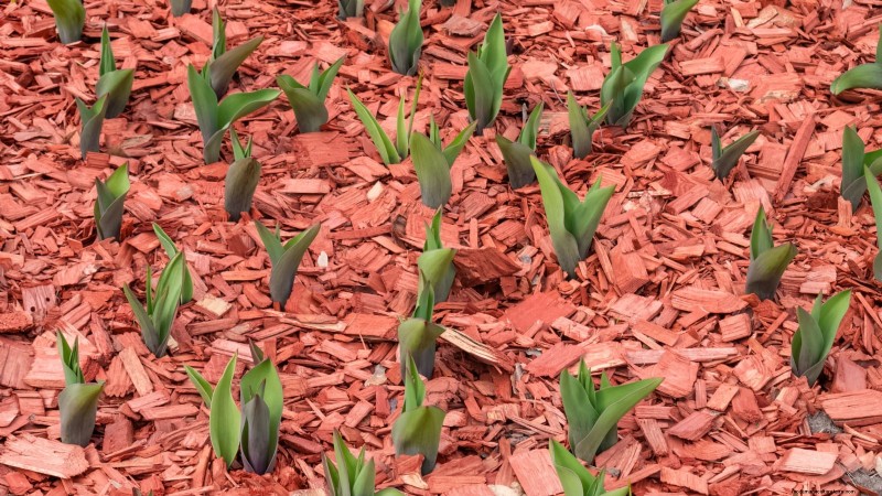 Why Are My Tulips Short? Causes & Solutions for Optimal Growth