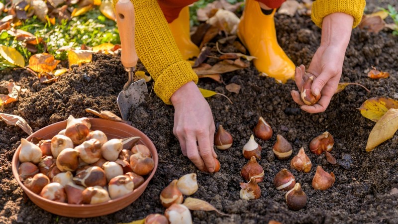 Why Are My Tulips Short? Causes & Solutions for Optimal Growth