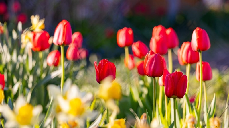 Why Are My Tulips Short? Causes & Solutions for Optimal Growth