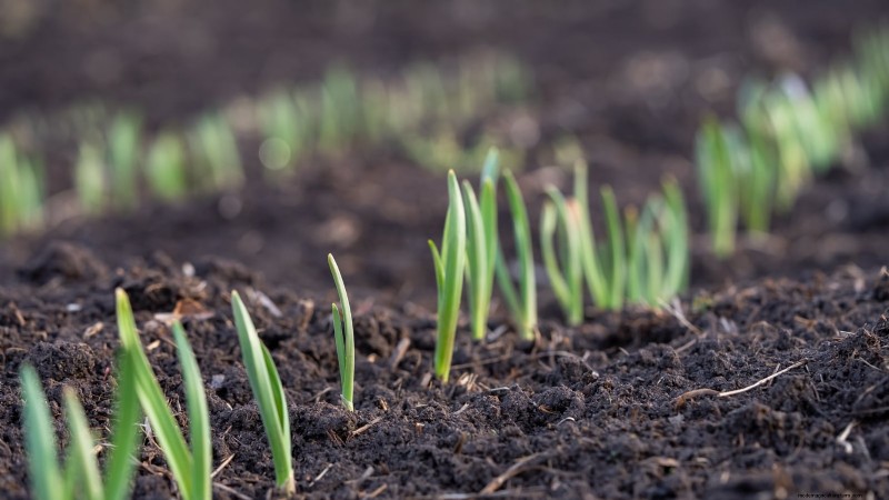 Why Are My Tulips Short? Causes & Solutions for Optimal Growth