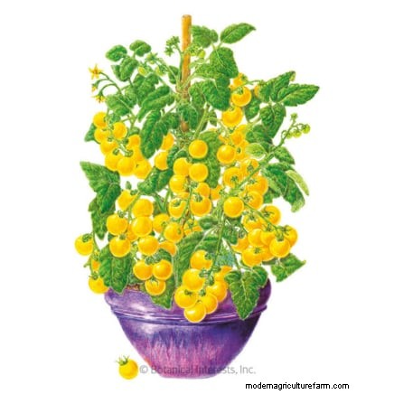 Optimal Tomato Planting Times by Region: A Gardener s Guide