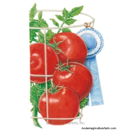 Optimal Tomato Planting Times by Region: A Gardener s Guide