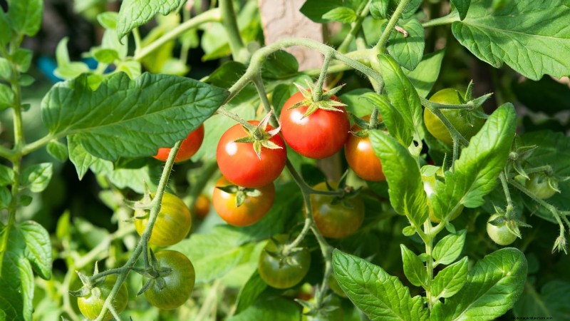 Optimal Tomato Planting Times by Region: A Gardener s Guide