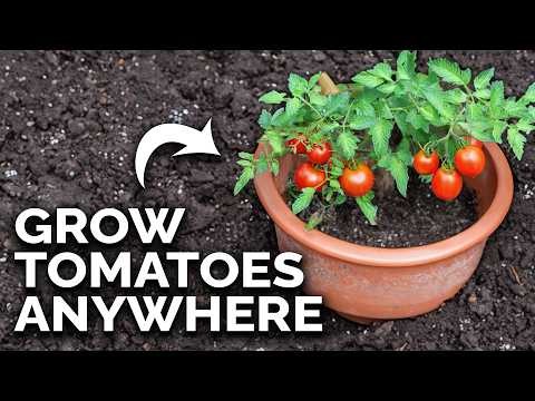 Optimal Tomato Planting Times by Region: A Gardener s Guide