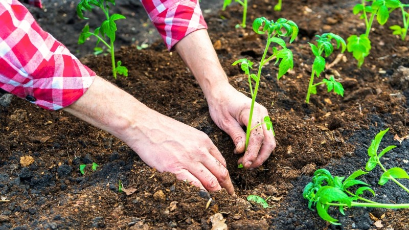 Optimal Tomato Planting Times by Region: A Gardener s Guide