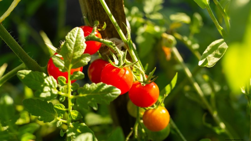 Optimal Tomato Planting Times by Region: A Gardener s Guide