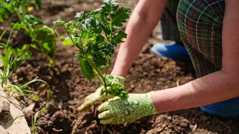 Brandywine Tomato Growing Guide: April Care for a Rich Harvest