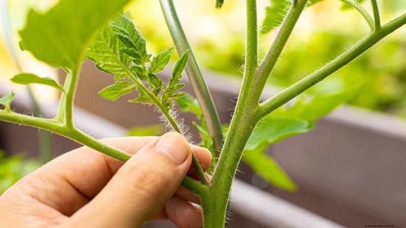Brandywine Tomato Growing Guide: April Care for a Rich Harvest