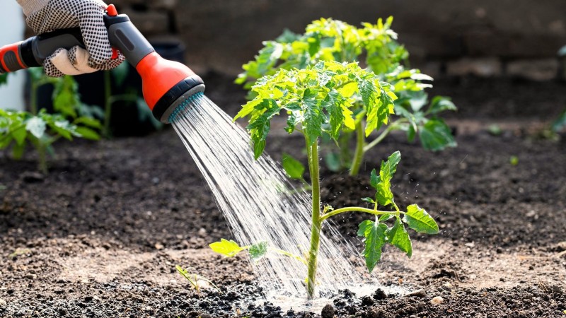 Brandywine Tomato Growing Guide: April Care for a Rich Harvest