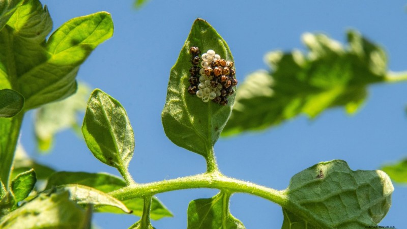 Brandywine Tomato Growing Guide: April Care for a Rich Harvest