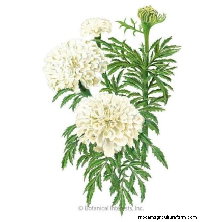 Direct Sowing Marigolds: A Gardener s Guide for Continuous Blooms