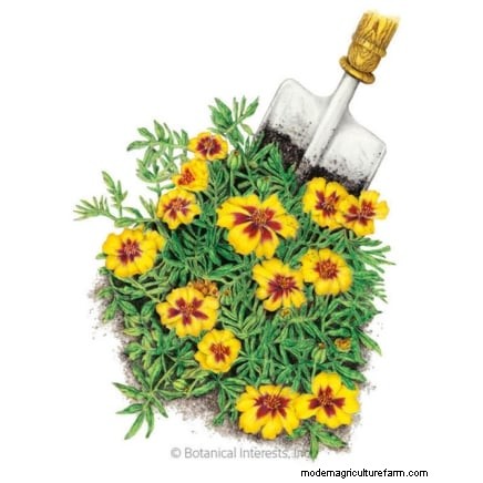 Direct Sowing Marigolds: A Gardener s Guide for Continuous Blooms