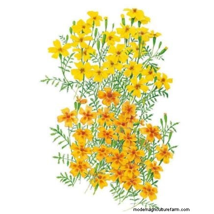 Direct Sowing Marigolds: A Gardener s Guide for Continuous Blooms
