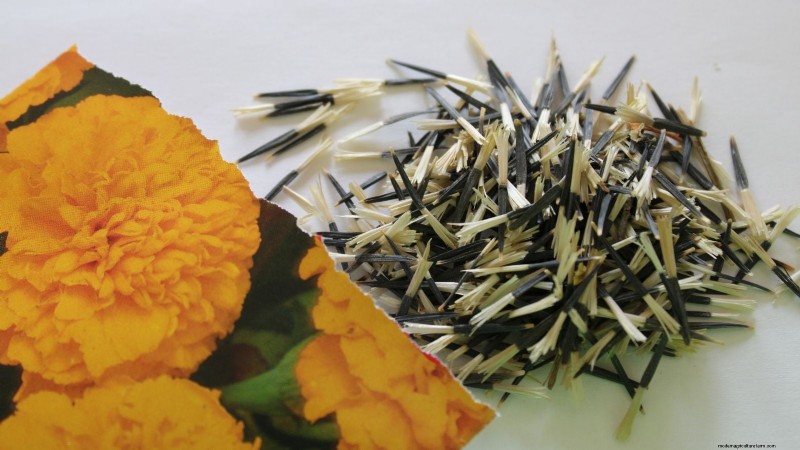 Direct Sowing Marigolds: A Gardener s Guide for Continuous Blooms
