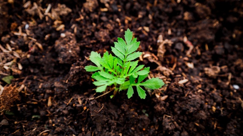 Direct Sowing Marigolds: A Gardener s Guide for Continuous Blooms
