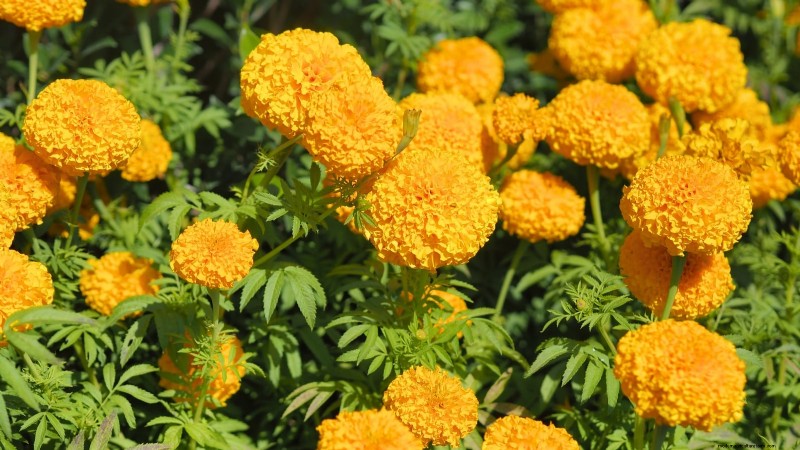 Direct Sowing Marigolds: A Gardener s Guide for Continuous Blooms