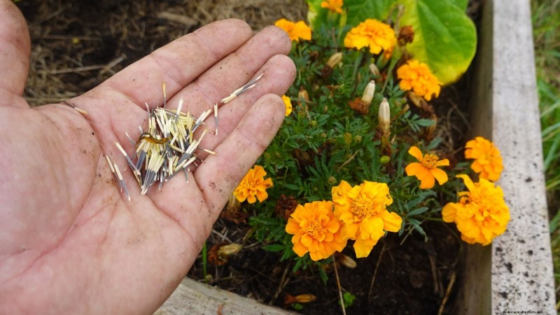 Direct Sowing Marigolds: A Gardener s Guide for Continuous Blooms