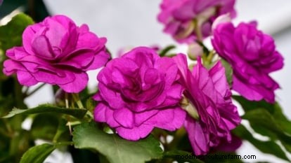 Rockapulco® Impatiens: Planting, Growing & Care Guide