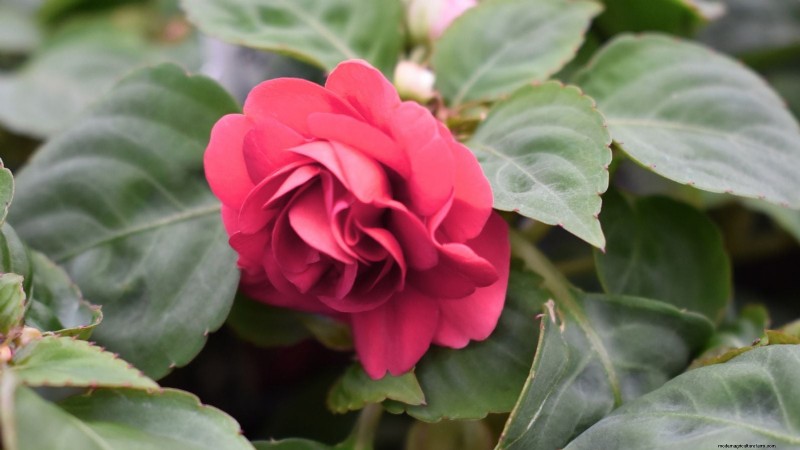 Rockapulco® Impatiens: Planting, Growing & Care Guide