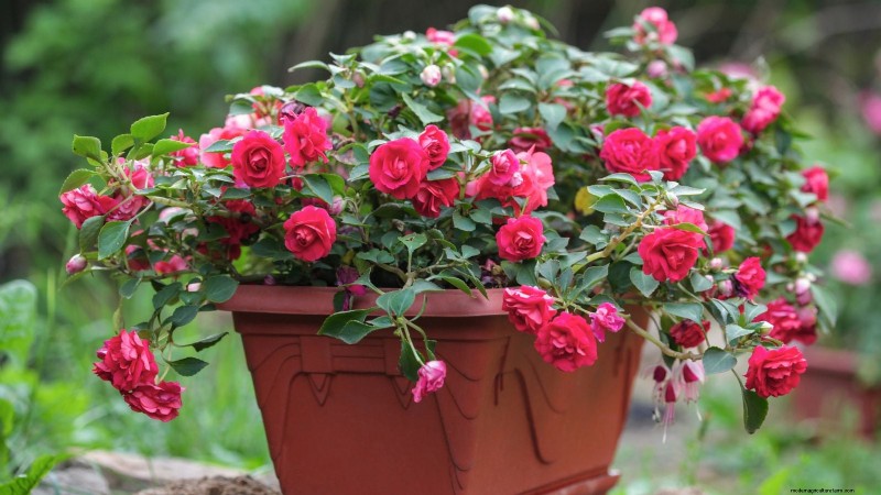 Rockapulco® Impatiens: Planting, Growing & Care Guide