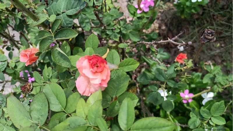 Rockapulco® Impatiens: Planting, Growing & Care Guide
