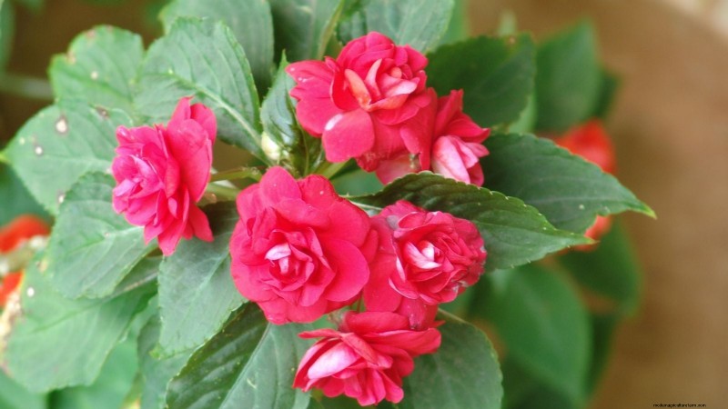 Rockapulco® Impatiens: Planting, Growing & Care Guide