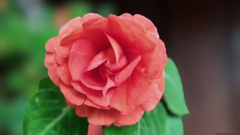 Rockapulco® Impatiens: Planting, Growing & Care Guide