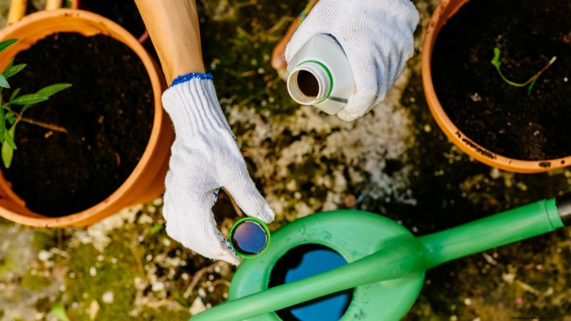 Rockapulco® Impatiens: Planting, Growing & Care Guide