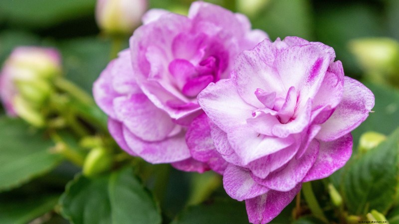 Rockapulco® Impatiens: Planting, Growing & Care Guide