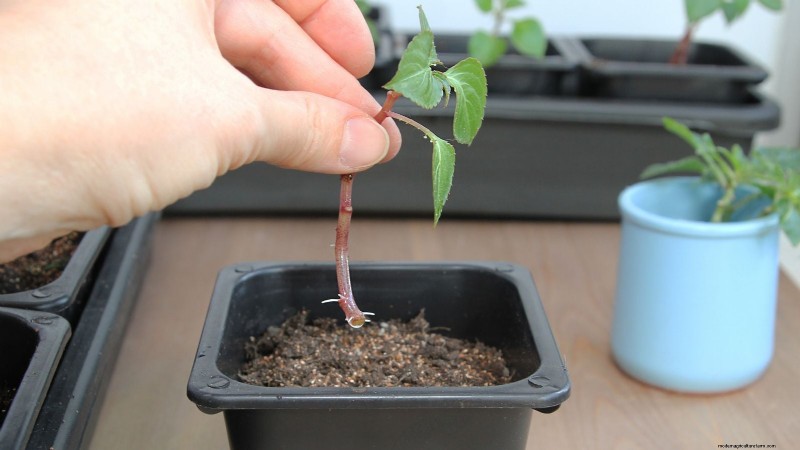 Rockapulco® Impatiens: Planting, Growing & Care Guide