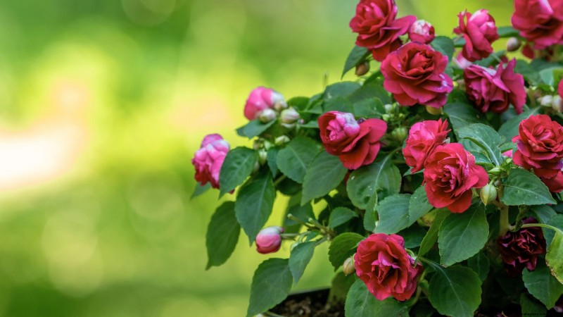 Rockapulco® Impatiens: Planting, Growing & Care Guide