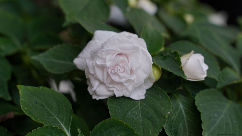 Rockapulco® Impatiens: Planting, Growing & Care Guide