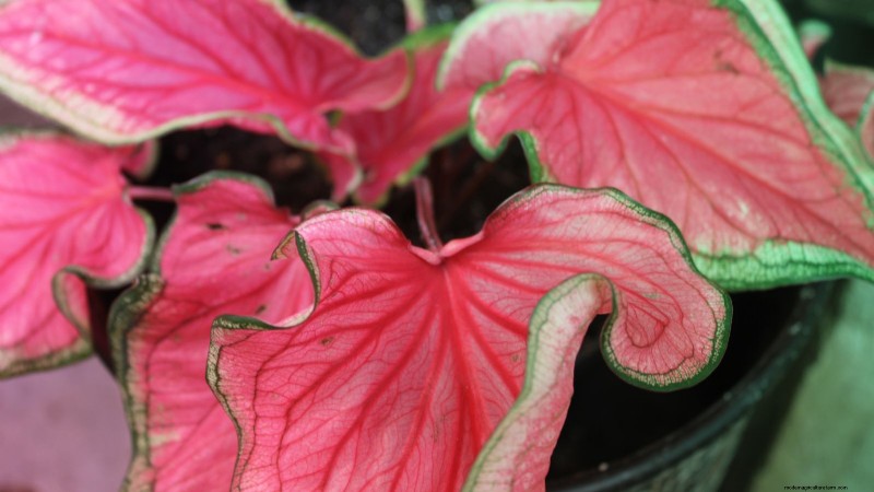 Florida Sweetheart Caladium: Planting, Growing & Care Guide