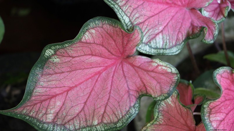 Florida Sweetheart Caladium: Planting, Growing & Care Guide