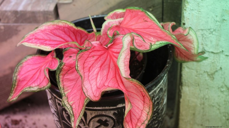 Florida Sweetheart Caladium: Planting, Growing & Care Guide