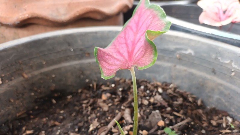 Florida Sweetheart Caladium: Planting, Growing & Care Guide