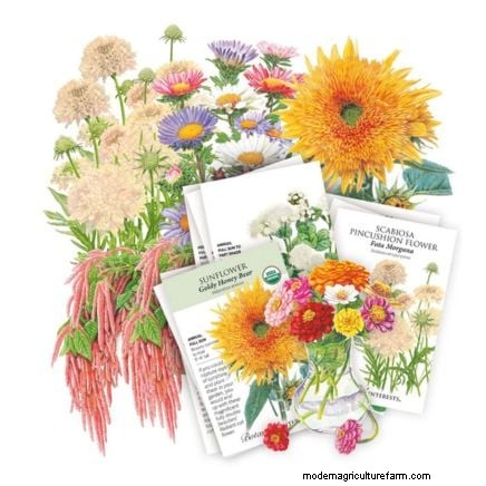 Extend Annual Bloom Time: Expert Tips for a Continuous Summer Garden