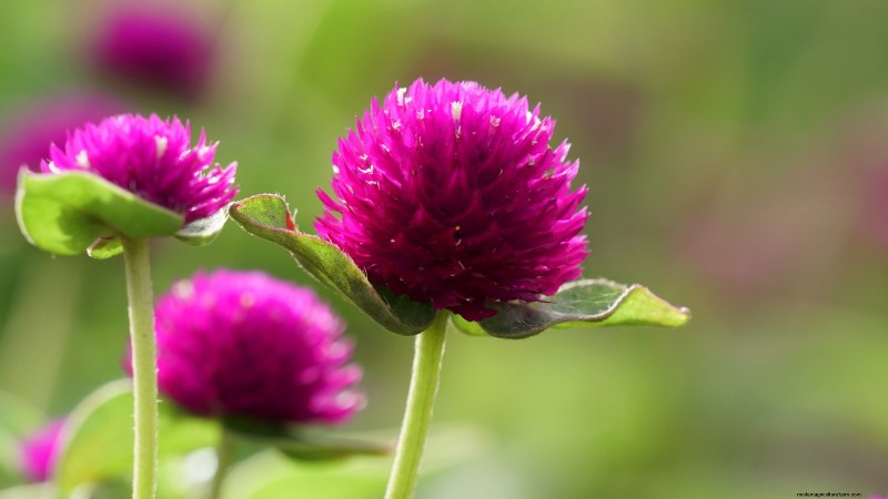 Extend Annual Bloom Time: Expert Tips for a Continuous Summer Garden