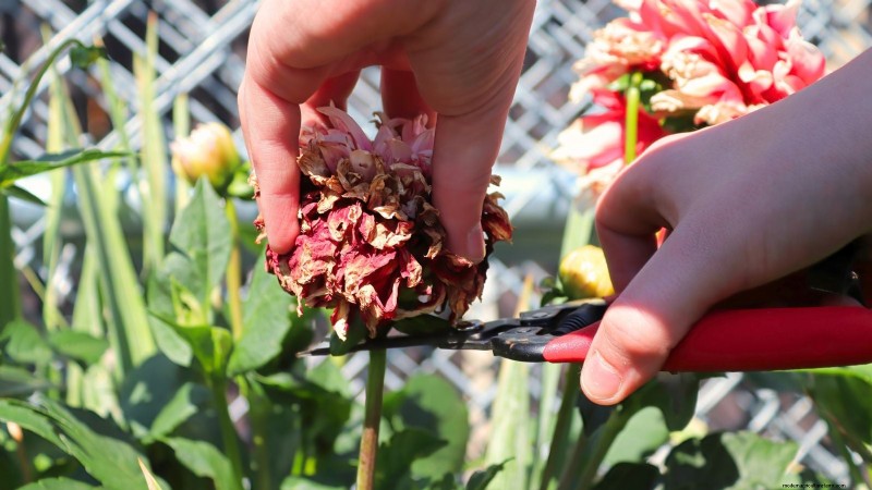 Extend Annual Bloom Time: Expert Tips for a Continuous Summer Garden