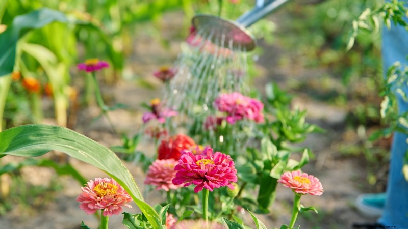Extend Annual Bloom Time: Expert Tips for a Continuous Summer Garden