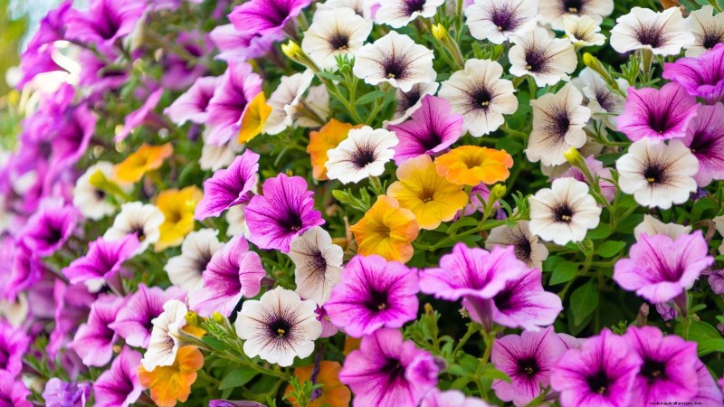 Extend Annual Bloom Time: Expert Tips for a Continuous Summer Garden