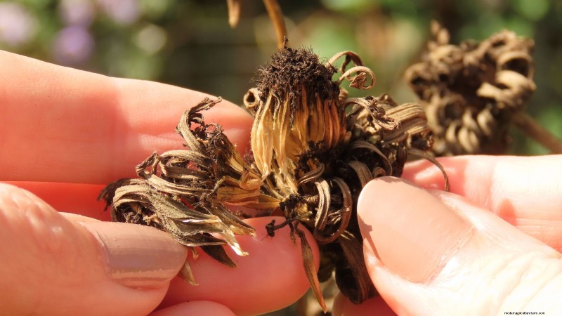 Extend Annual Bloom Time: Expert Tips for a Continuous Summer Garden