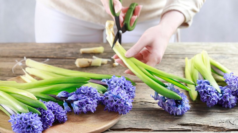 Extend the Life of Cut Hyacinths: Expert Tips & Tricks