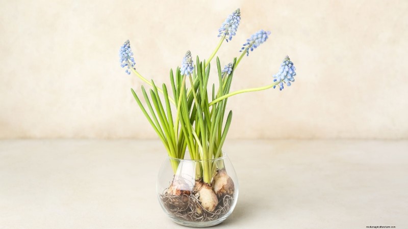Extend the Life of Cut Hyacinths: Expert Tips & Tricks