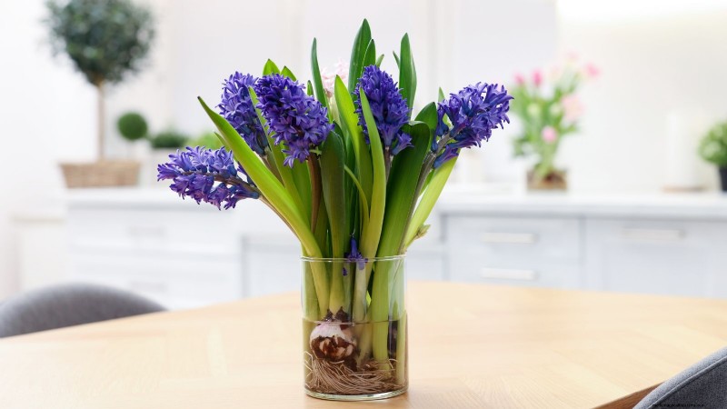 Extend the Life of Cut Hyacinths: Expert Tips & Tricks