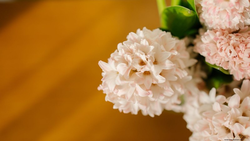 Extend the Life of Cut Hyacinths: Expert Tips & Tricks